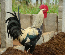 native-cock