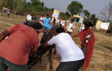 Administering Ivermectin for the control of parasites in livestock_VILLAGE ADOPTION _ Basthipura