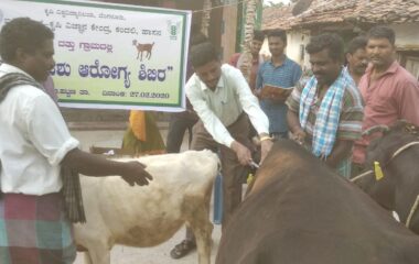 Animal health camp at Adopted village (Rampura, C.R Patna)