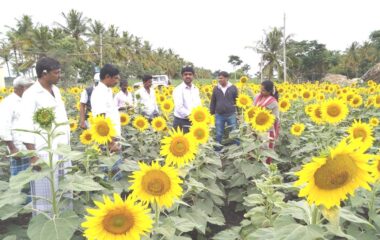 FLD-5_Demonstration of Sunflower hybrid KBSH-78_Kotamballi village_ICAR KVK, Chamarajanagara