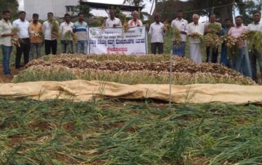 FLD-6_Integrated nutrient management in Garlic_Hosapalya village_ICAR KVK, Chamarajanagara