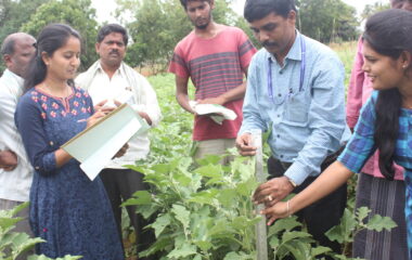 FLD - Brinjal Observation recording Vabasandra 13.08.2019 KVK, BRD