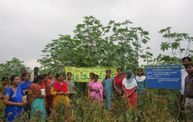 FLD-Demonstration of white seeded Ragi var. KMR-340 _ value addition