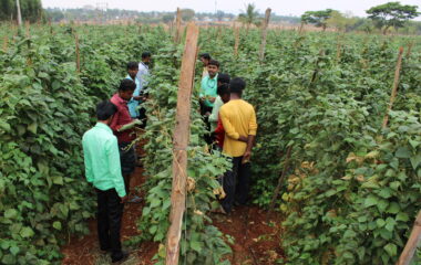 FLD - Pole bean field visit, 10.12.2019, Thuruvanahalli, KVK, BRD