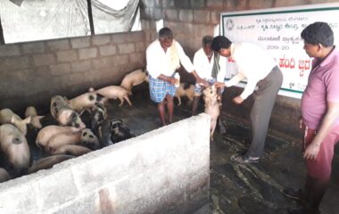 FLD on vaccinationto piggery