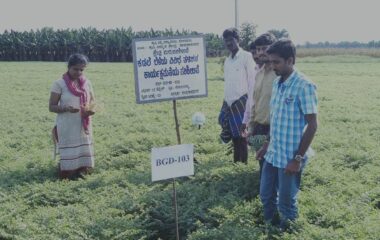 OFT-1_Assessing the performance of Chickpea varieties under residual soil moisture condition_Kotamballi village_ICAR KVK, Chnagara