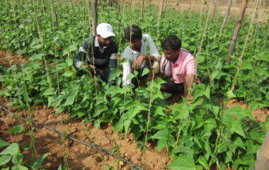 OFT-Assessment on management of yellow mosaic virus in pole bean through integrated approach