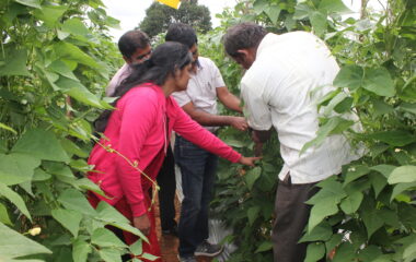 OFT - Pole beans YMV Observation recording in Farmers Fields Krishnarajapura 30.07.2019, KVK, BRD