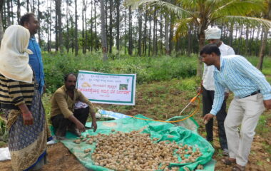 Potato Seed treatment