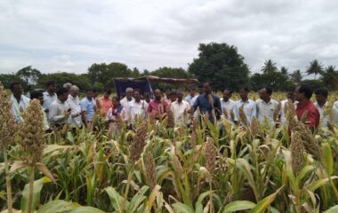 Village Adoption programme - Field day on Sorghum (CSH-14) @ Taggaluru -29.08.2019