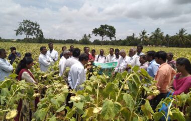 Village Adoption programme - Field day on Sunflower (KBSH-53)@ Taggaluru -29.08.2019