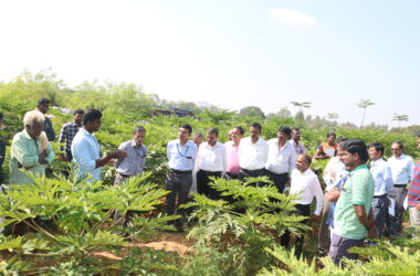 asm_Field day on papaya