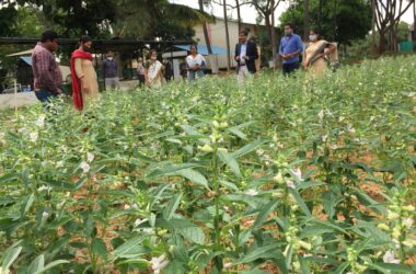 asm_Field visit to sesamum plot