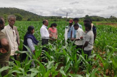 asm_Pheromone trap installation in maize field