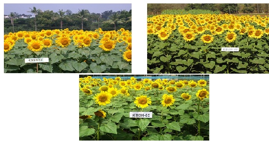 Sunflower, ZARS, GKVK, Bengaluru-kn - University of Agricultural ...