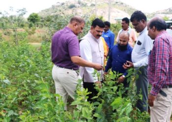 Mulberry field visit