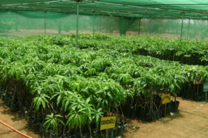 Mango grafted plants